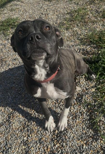 Enlarge MEADOW, a Adoptable mixed breed in Augusta, GA image 1/1