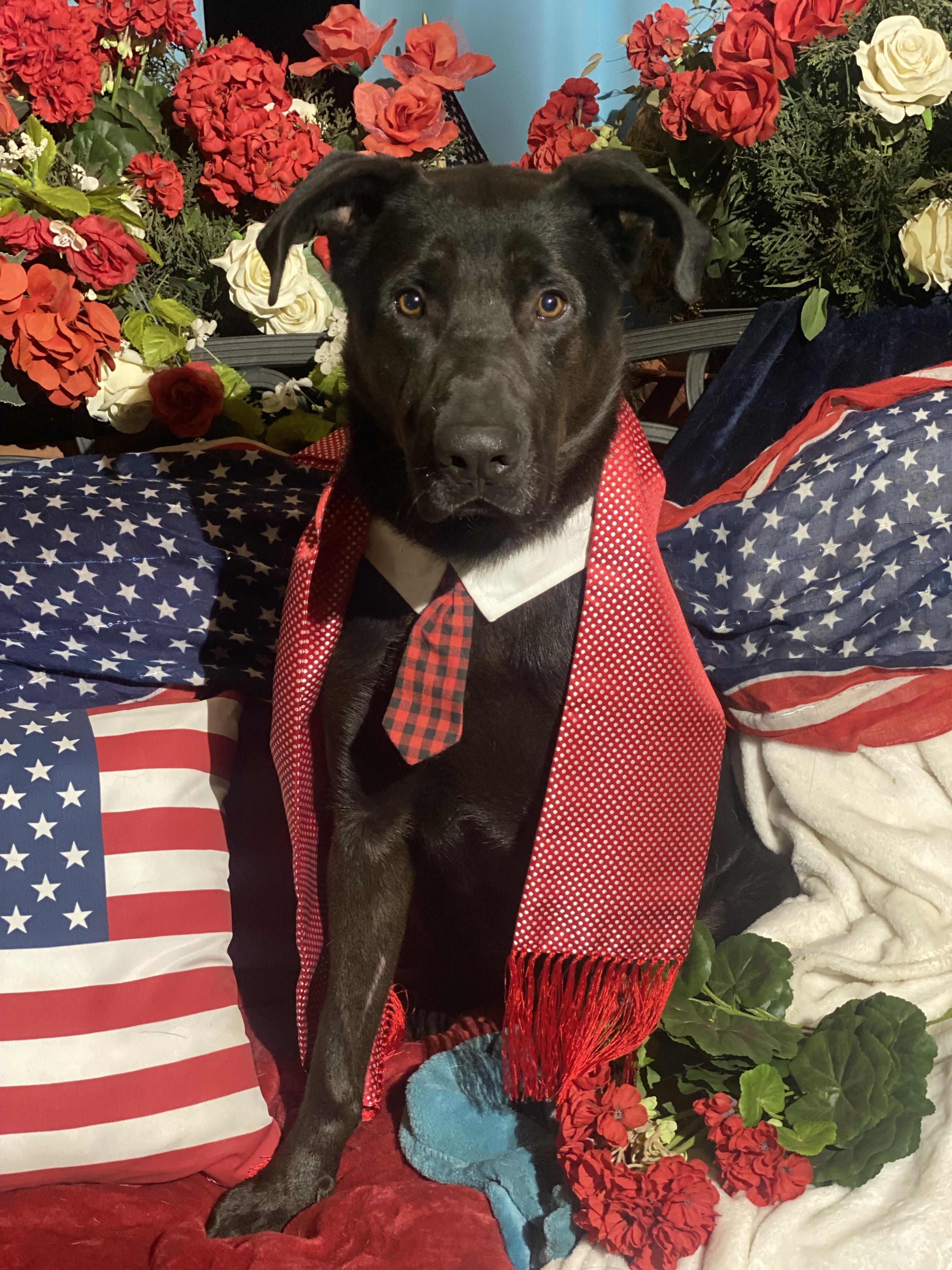 Adorable fun, lab mix MARTY, a Adoptable mixed breed in Acton, CA image 2/6