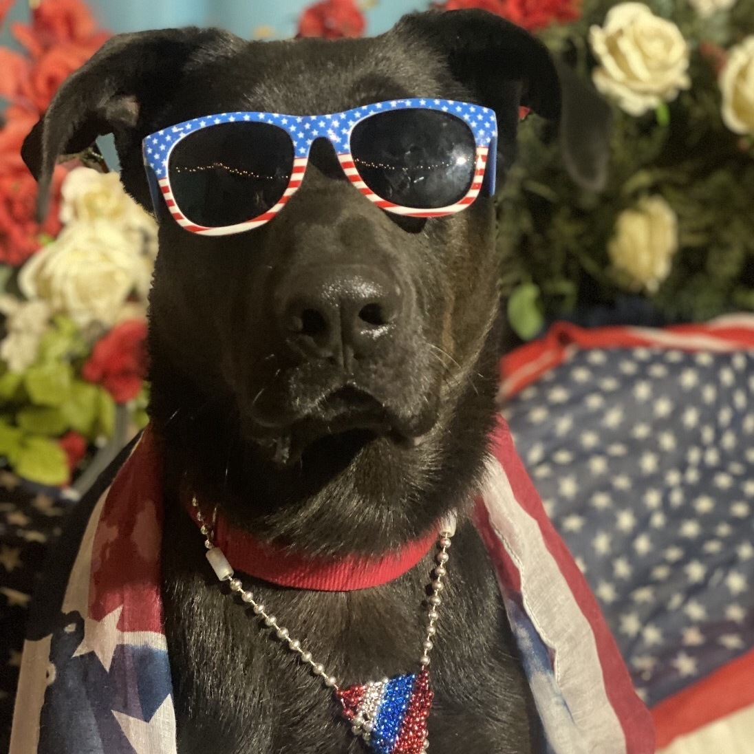 Adorable fun, lab mix MARTY, a Adoptable mixed breed in Acton, CA image 4/6