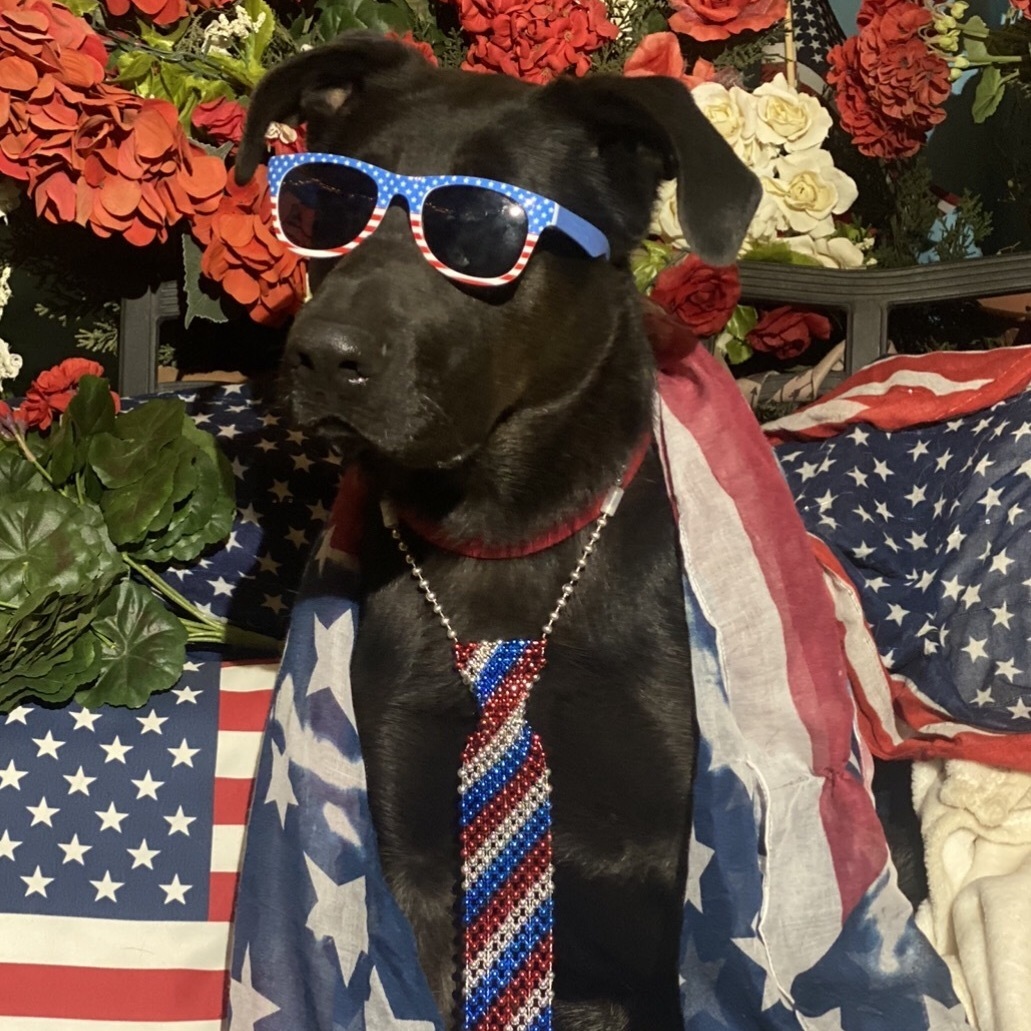 Adorable fun, lab mix MARTY, a Adoptable mixed breed in Acton, CA image 5/6