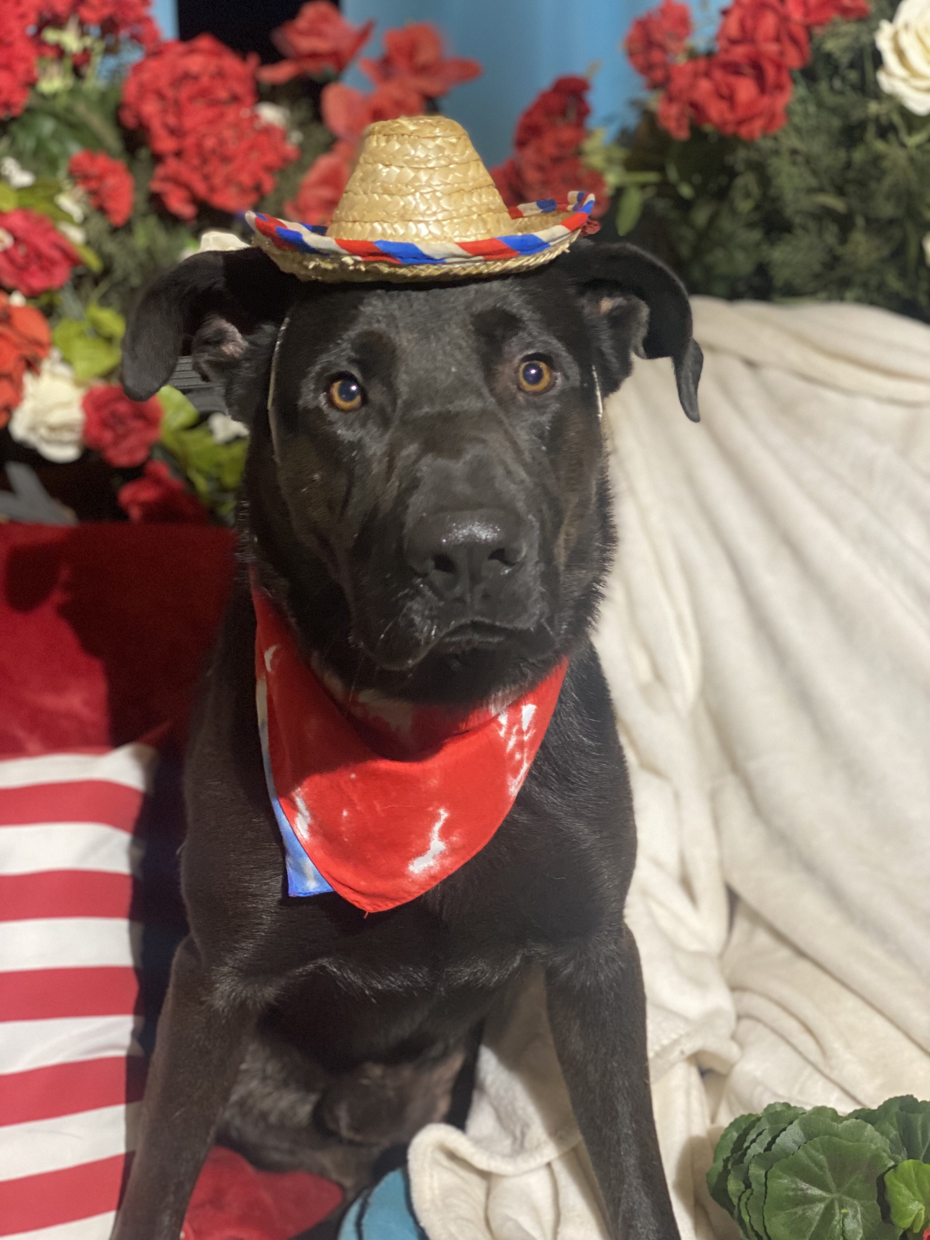 Adorable fun, lab mix MARTY, a Adoptable mixed breed in Acton, CA image 6/6