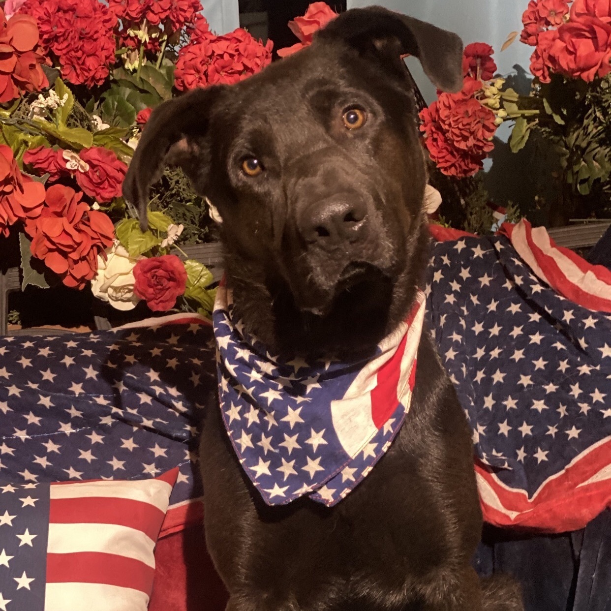 Adorable fun, lab mix  MARTY, Adoptable, Young Male Labrador Retriever & Shepherd.