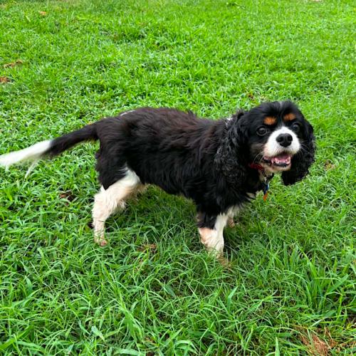 Lanier, Adoptable, Young Male Cavalier King Charles Spaniel.