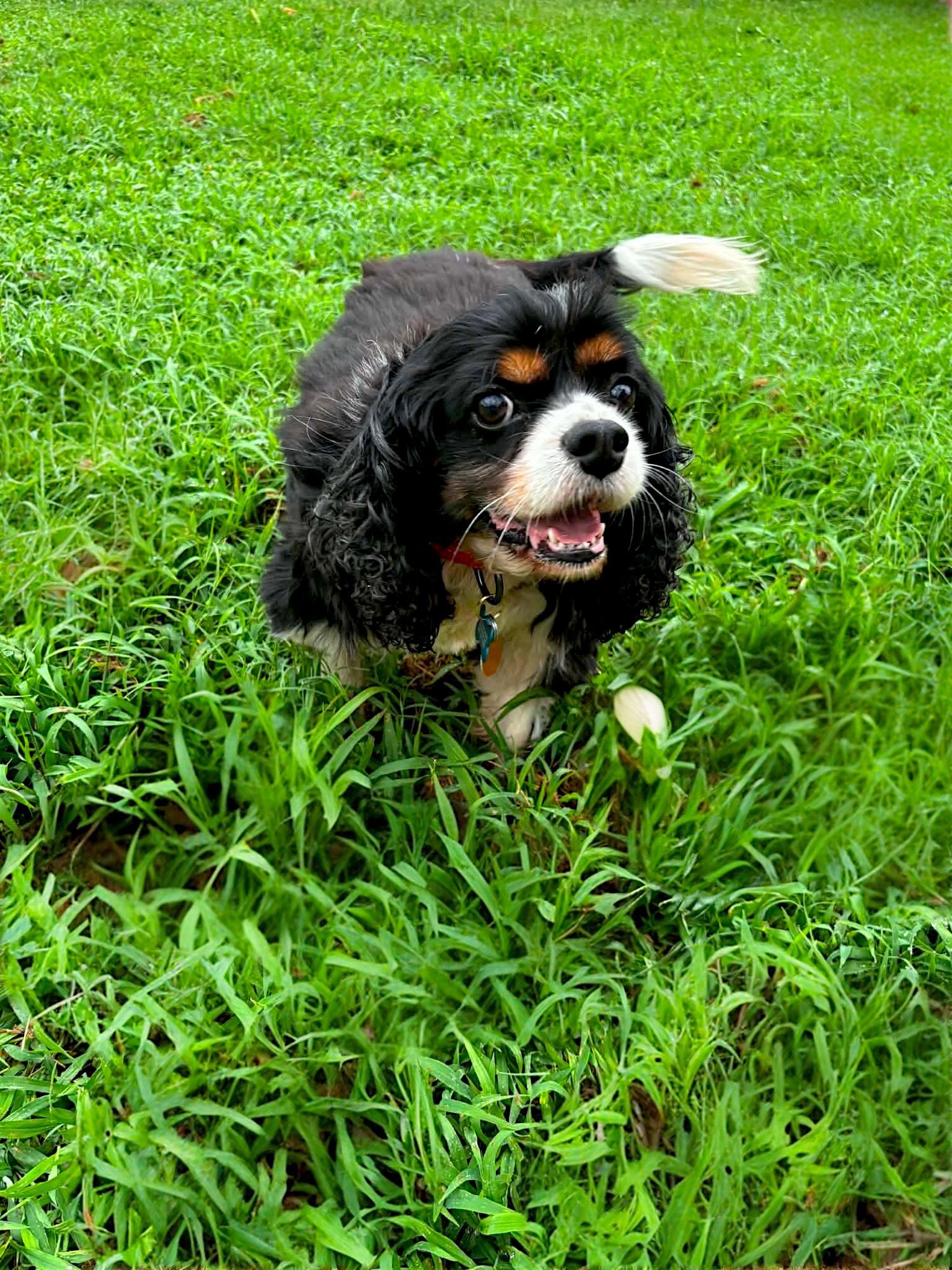 Lanier, a Adoptable Cavalier King Charles Spaniel in Memphis, TN image 2/4
