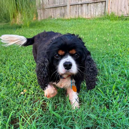 Lanier, a Adoptable Cavalier King Charles Spaniel in Memphis, TN image 3/4