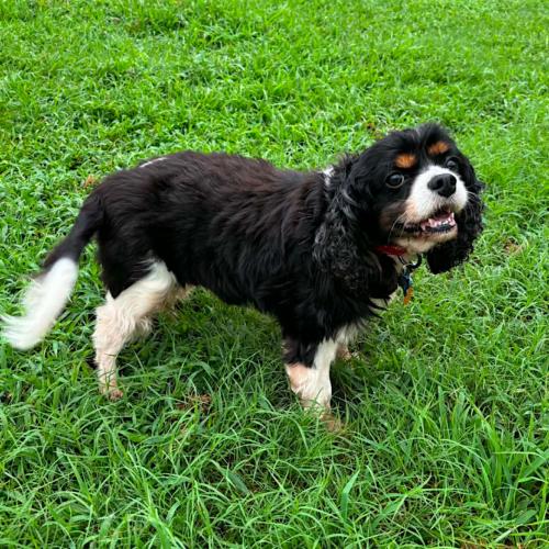 Lanier, a Adoptable Cavalier King Charles Spaniel in Memphis, TN image 4/4