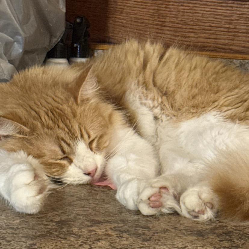 Enlarge Bowser, a Adoptable Domestic Medium Hair in Granby, MO image 1/2