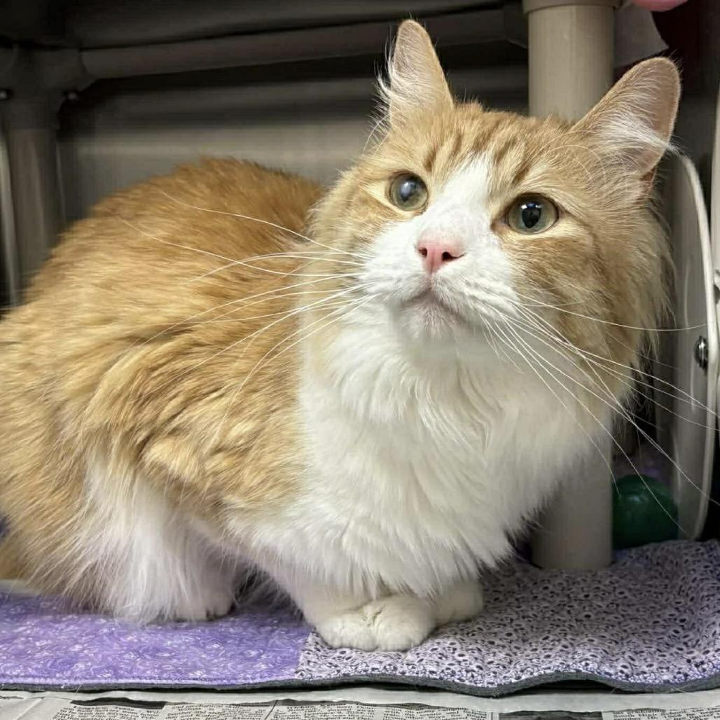 Enlarge Bowser, a Adoptable Domestic Medium Hair in Granby, MO image 2/2