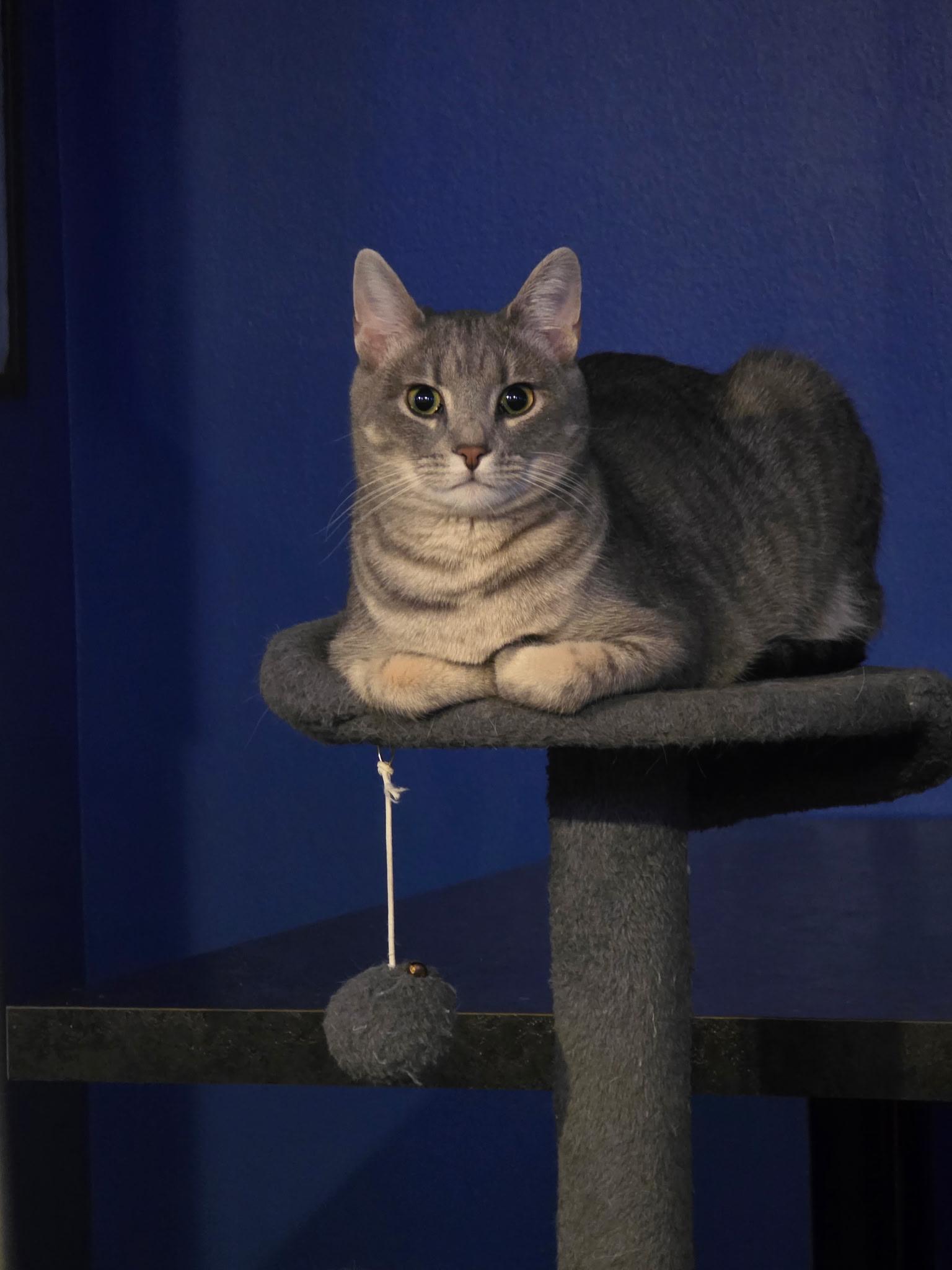 Enlarge Pancake (bonded with Waffles), an adopted Domestic Short Hair in Bethlehem, PA image 3/5