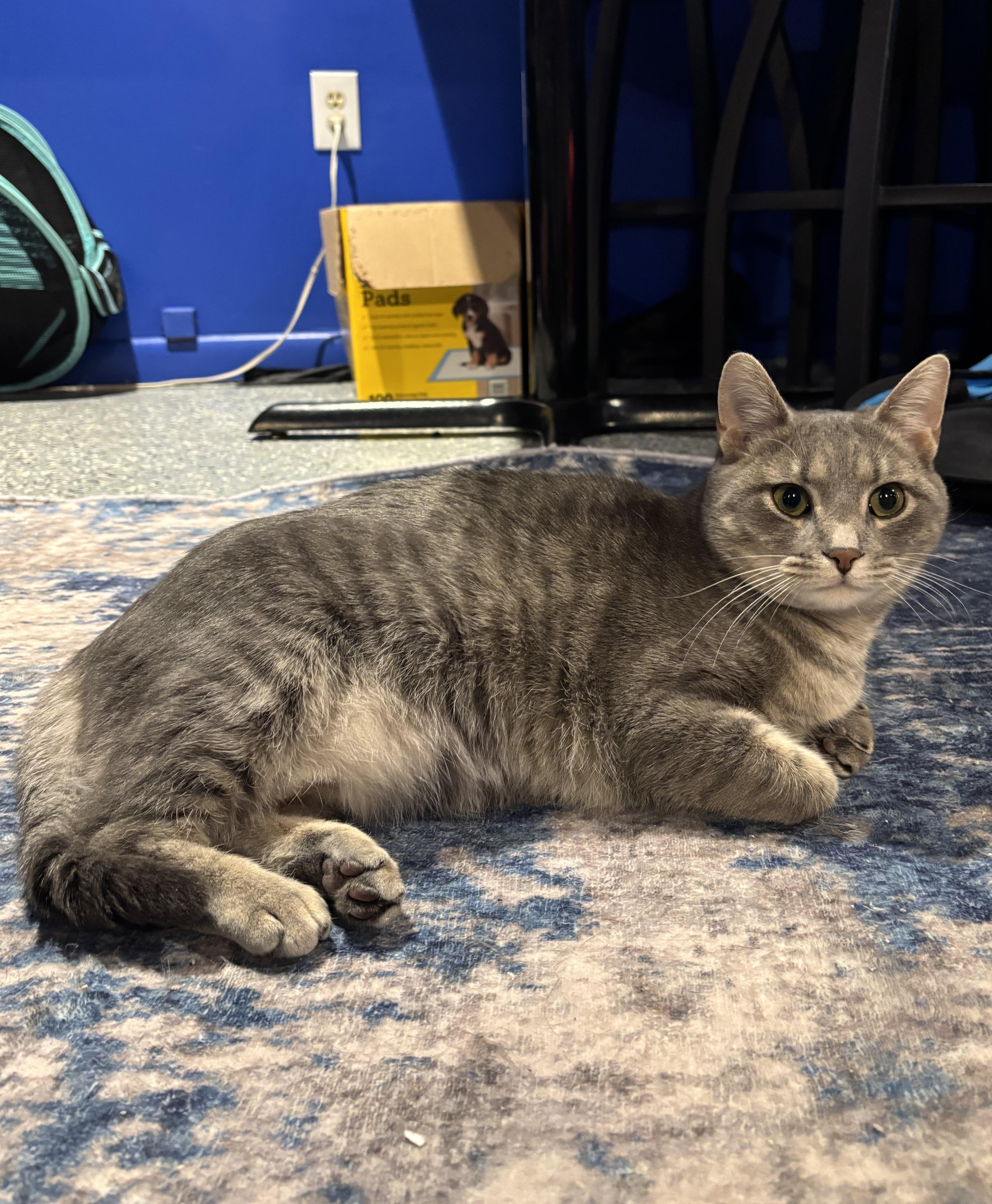 Pancake (bonded with Waffles), adopted, Young Female Domestic Short Hair.