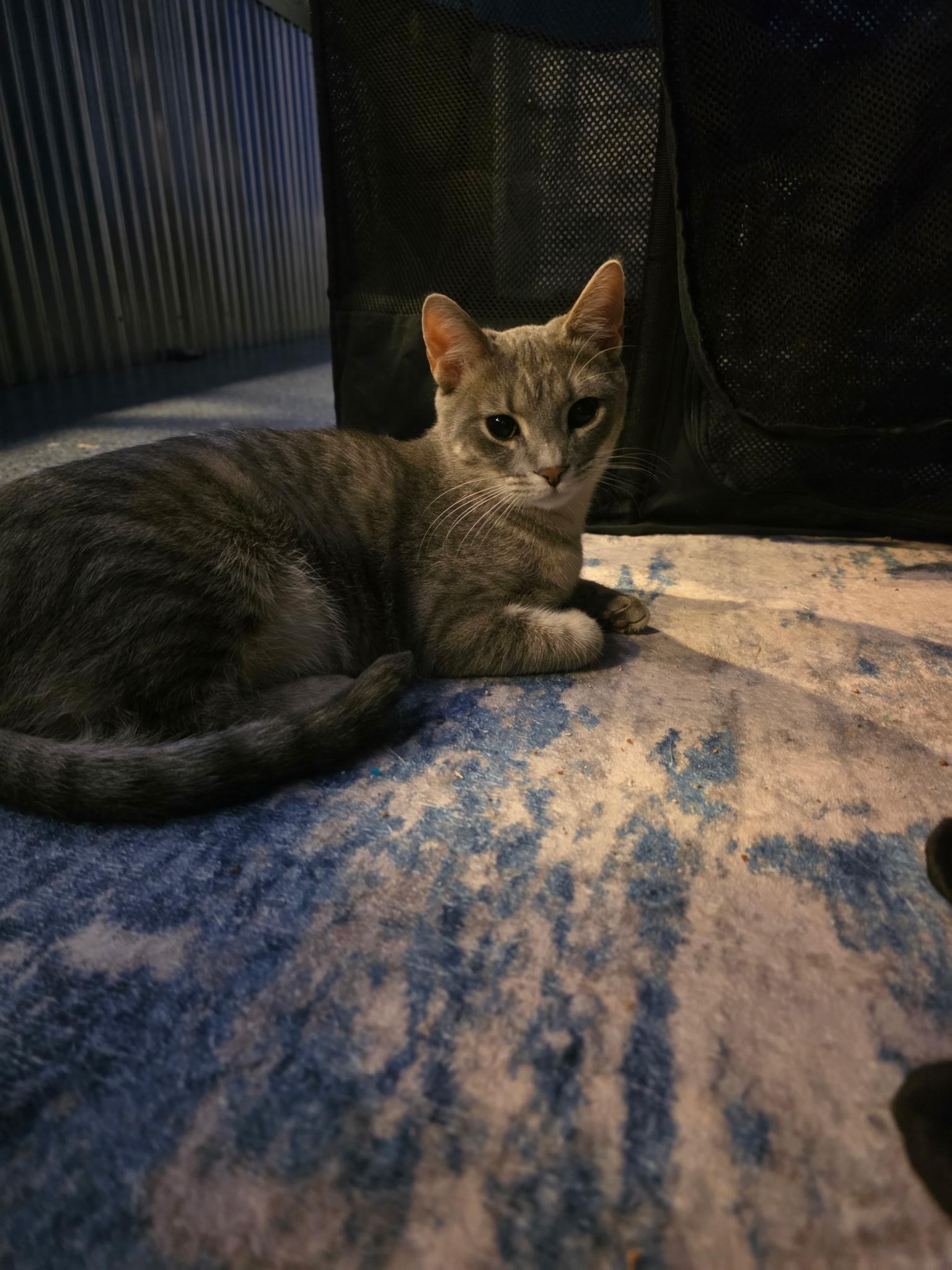 Enlarge Pancake (bonded with Waffles), an adopted Domestic Short Hair in Bethlehem, PA image 2/5
