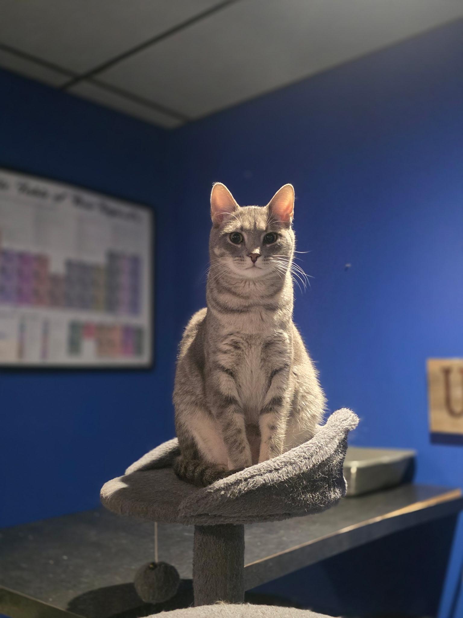 Enlarge Pancake (bonded with Waffles), an adopted Domestic Short Hair in Bethlehem, PA image 5/5