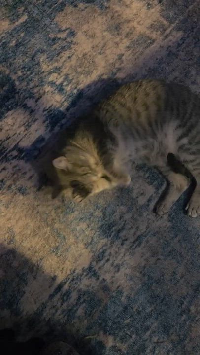 Enlarge Pancake (bonded with Waffles), an adopted Domestic Short Hair in Bethlehem, PA video 4/5