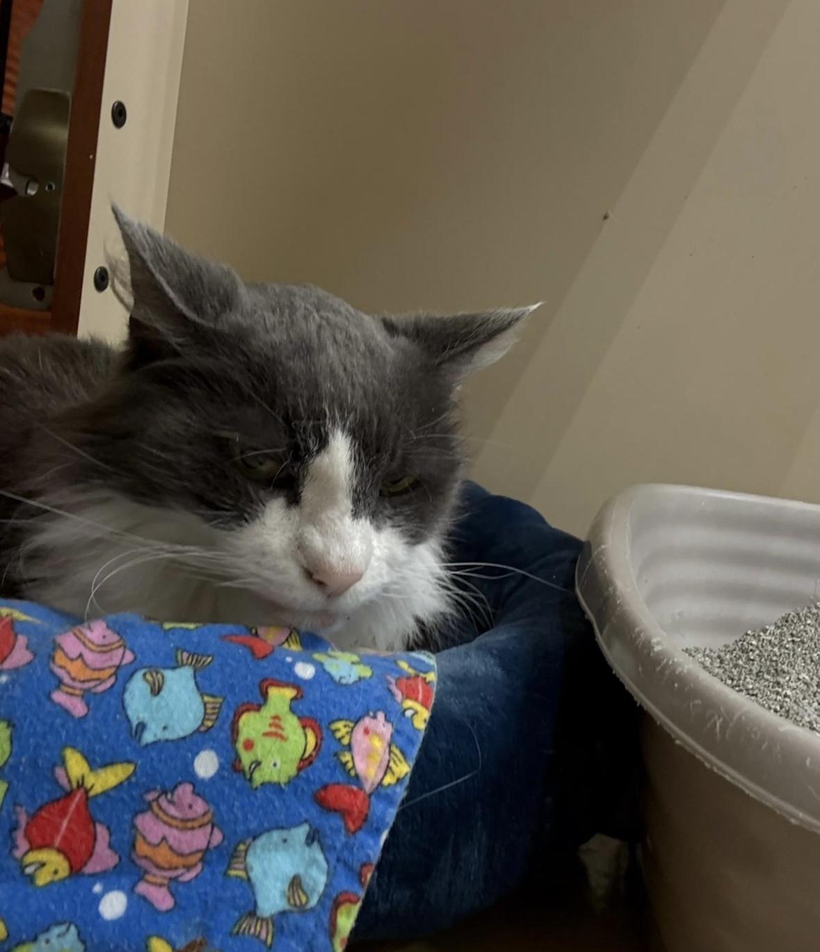 Martini, Adoptable, Senior Male Domestic Medium Hair.