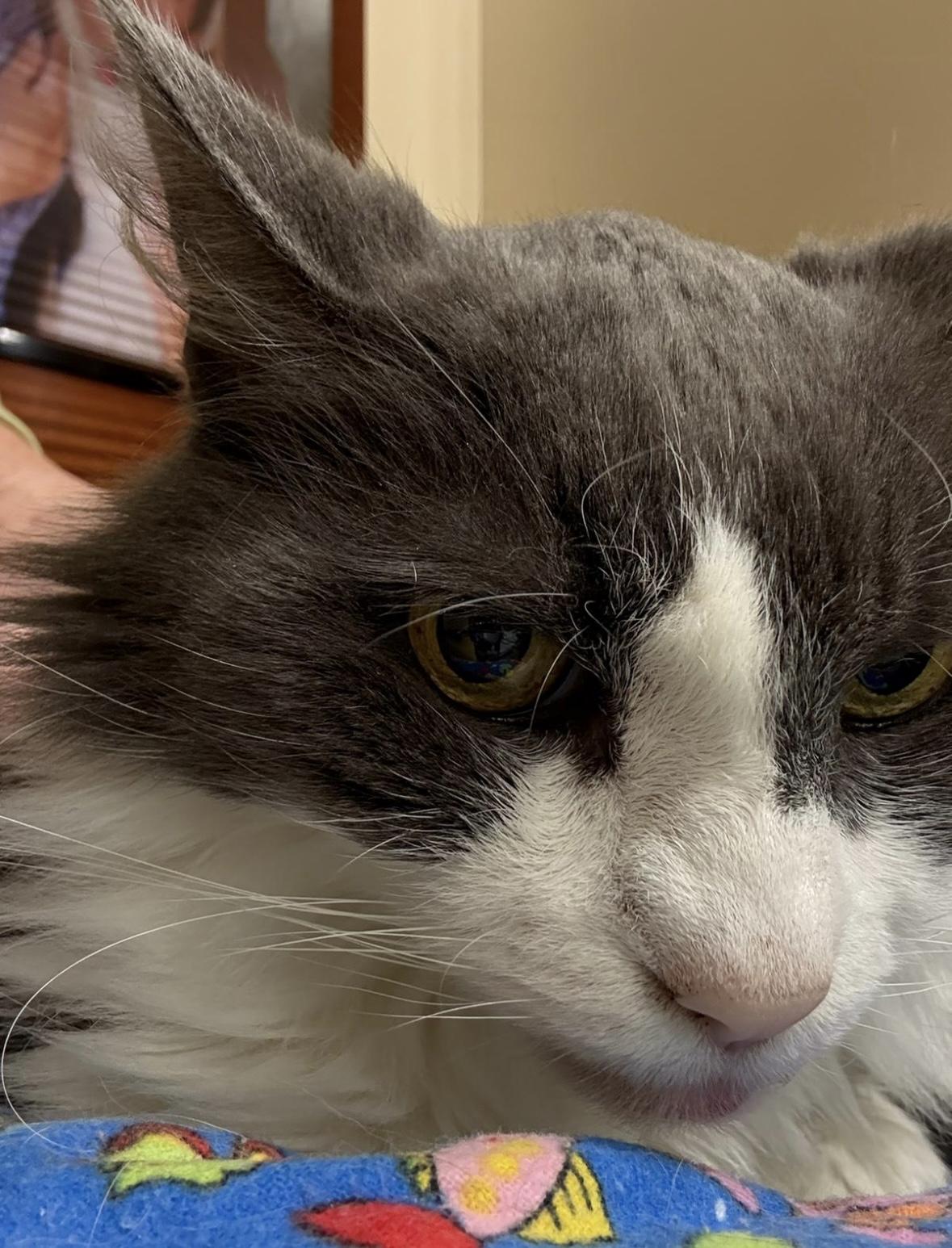 Enlarge Martini, a Adoptable Domestic Medium Hair in Canton, MA image 3/3