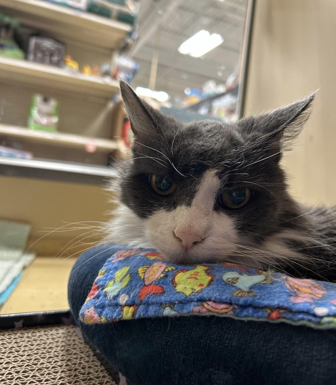 Enlarge Martini, a Adoptable Domestic Medium Hair in Canton, MA image 1/3