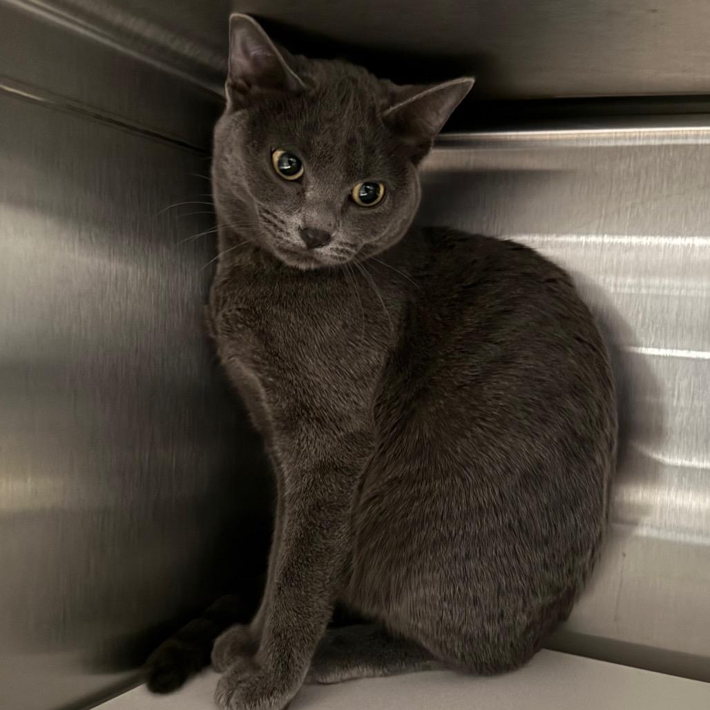 Enlarge Gracie, a Adoptable Domestic Short Hair in Cedaredge, CO image 1/1