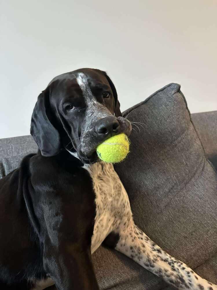 Koda, Adoptable, Adult Male English Setter.