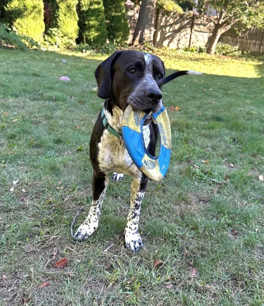 Enlarge Koda, a Adoptable mixed breed in Groveland, MA image 4/6