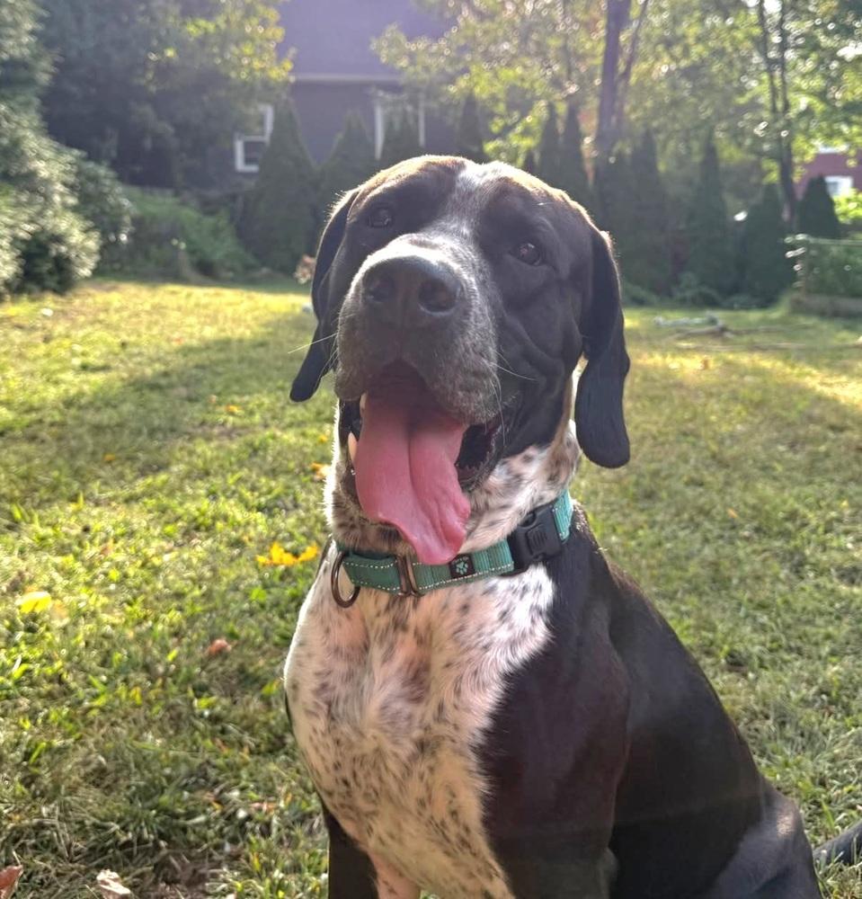 Enlarge Koda, a Adoptable mixed breed in Groveland, MA image 6/6