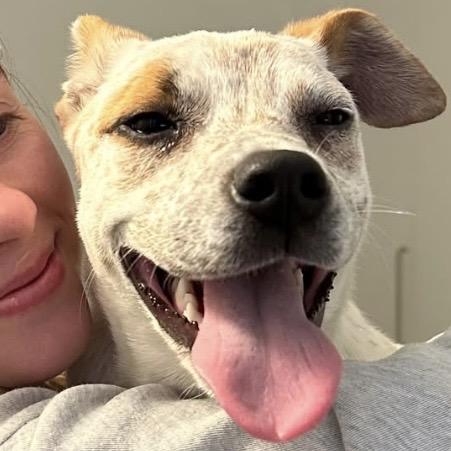 Enlarge Chloe, a Adoptable mixed breed in Pittstown, NJ image 2/6