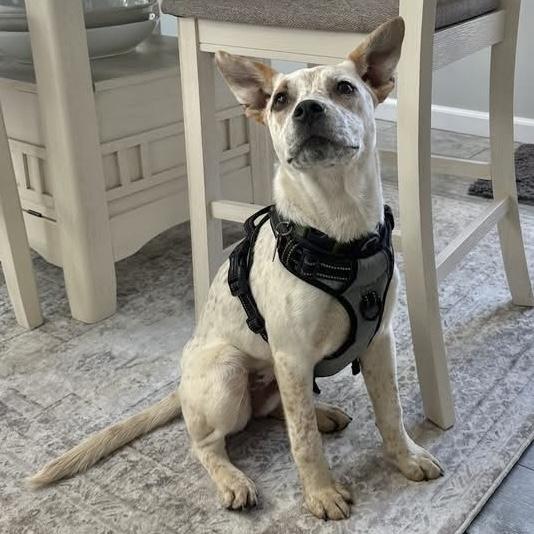 Enlarge Chloe, a Adoptable mixed breed in Pittstown, NJ image 1/6