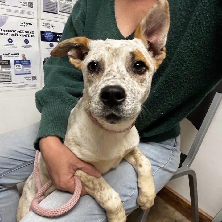 Enlarge Chloe, a Adoptable mixed breed in Pittstown, NJ image 4/6