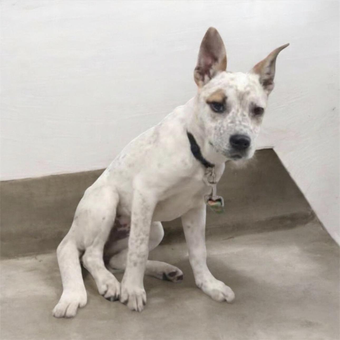 Enlarge Chloe, a Adoptable mixed breed in Pittstown, NJ image 6/6