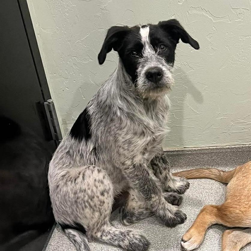 Enlarge Rowan, a Adoptable mixed breed in Oxford, ME image 2/2