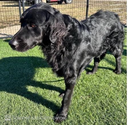 Morocco, ADOPTABLE, Adult Male Flat-Coated Retriever & Great Pyrenees.