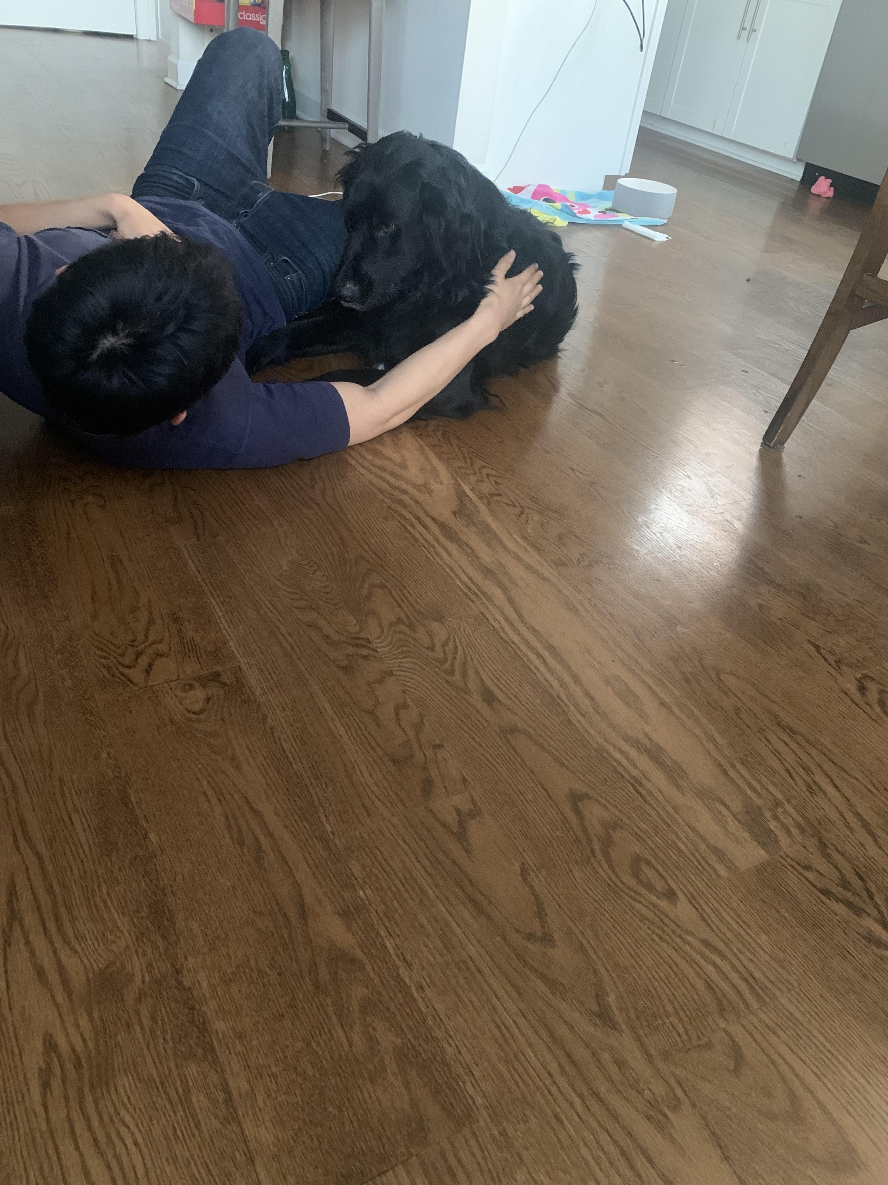 Enlarge Morocco, a ADOPTABLE mixed breed in Aurora, IL image 3/4