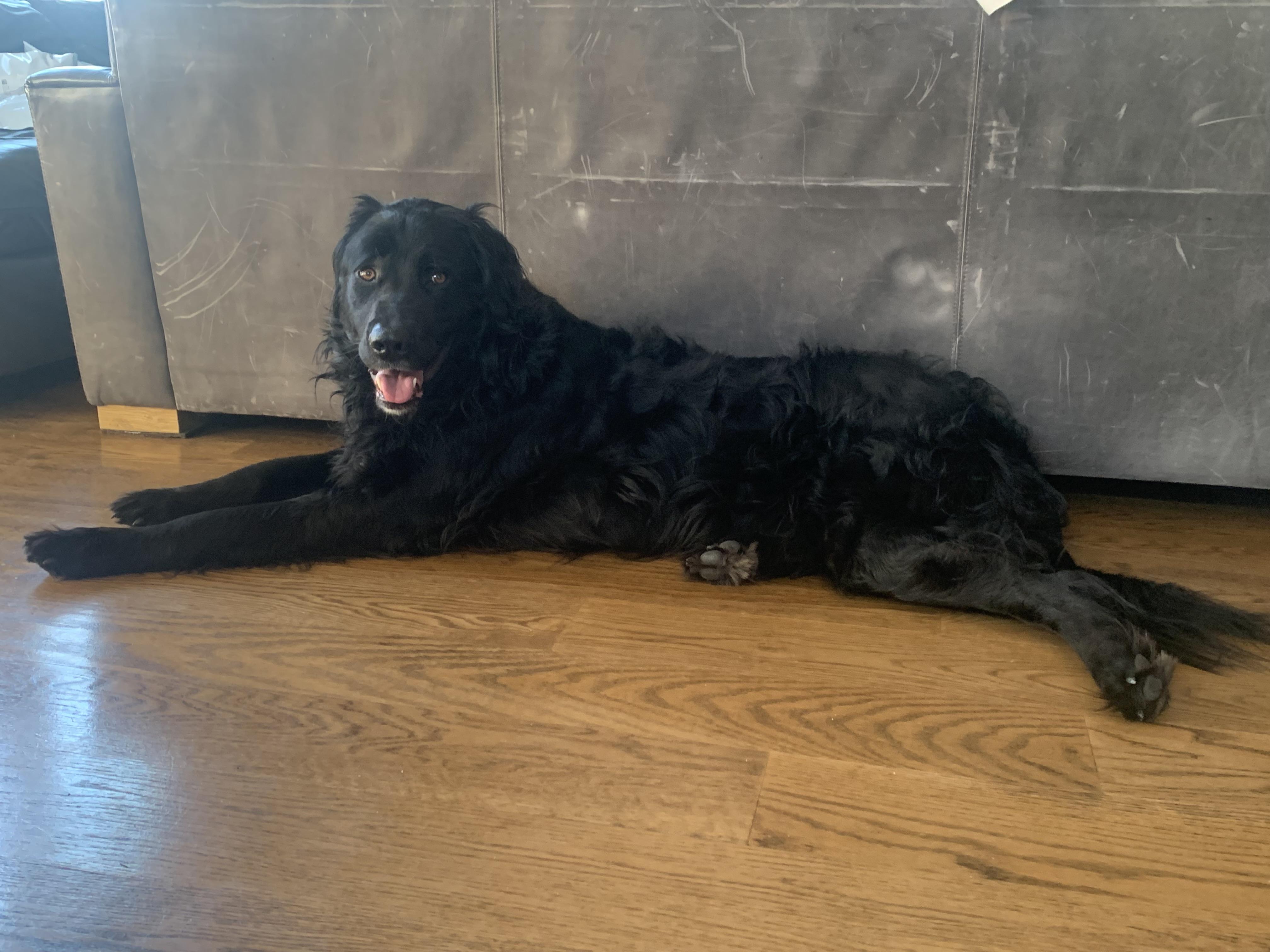 Enlarge Morocco, a ADOPTABLE mixed breed in Aurora, IL image 2/4