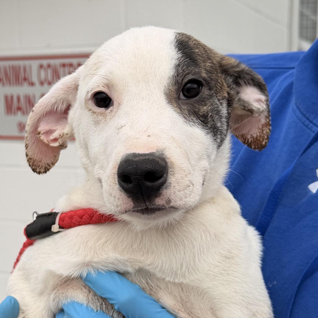 Enlarge Cheesecake, a Adoptable mixed breed in Nashville, TN image 1/2