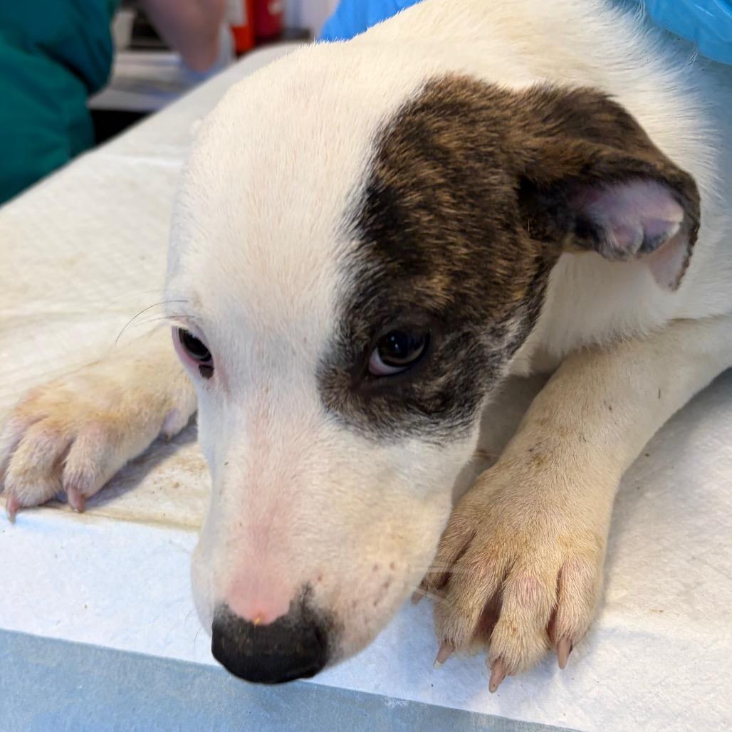 Enlarge Cheesecake, a Adoptable mixed breed in Nashville, TN image 2/2