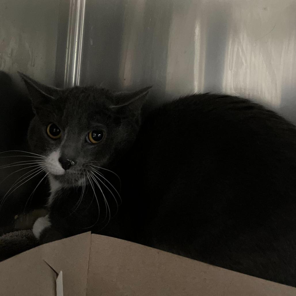 Enlarge "Boo Berry", a Adoptable Domestic Short Hair in Perkiomenville, PA image 1/2