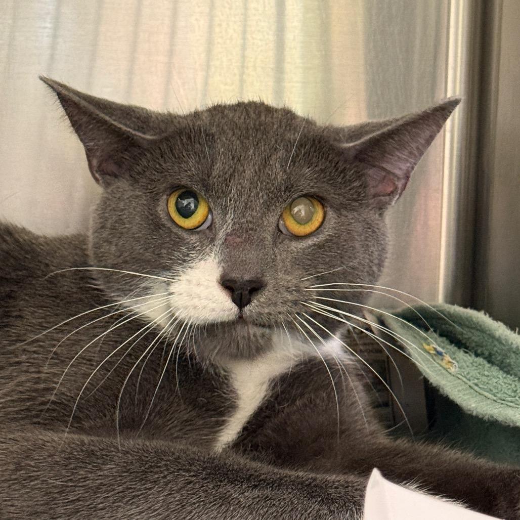 Enlarge "Boo Berry", a Adoptable Domestic Short Hair in Perkiomenville, PA image 2/2