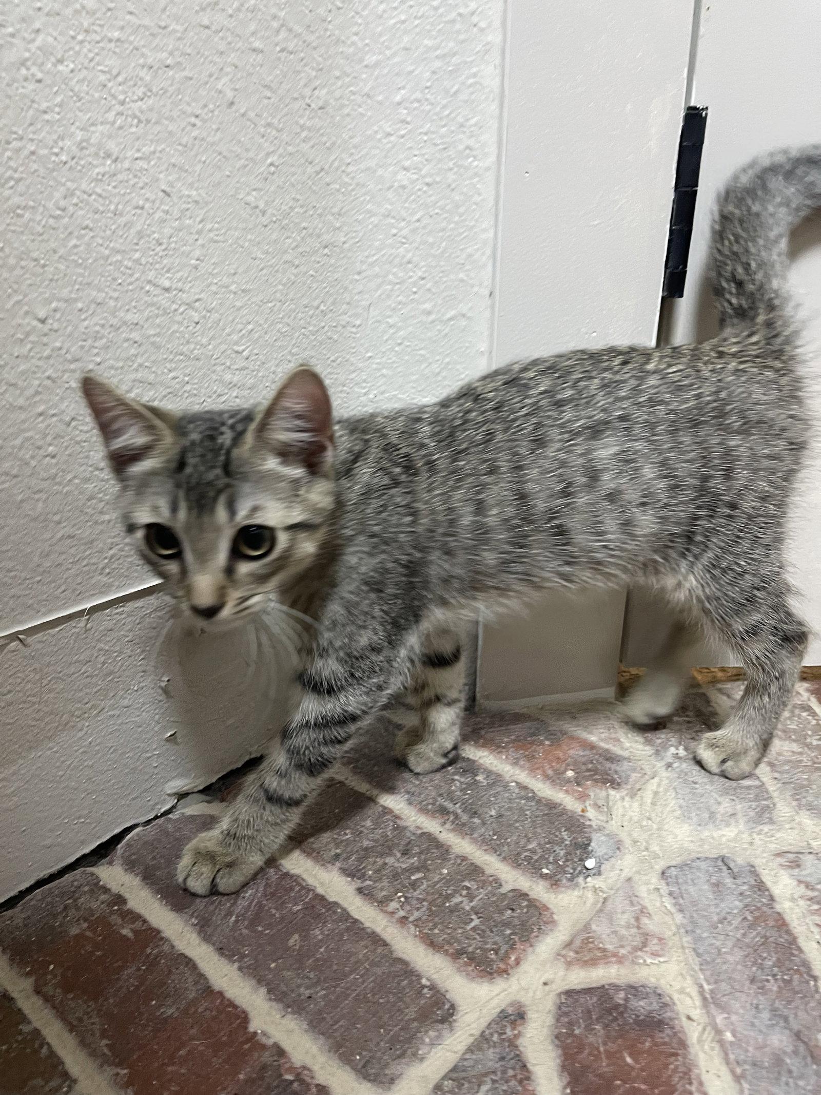 Gatlin, Adoptable, Kitten Male Domestic Short Hair.