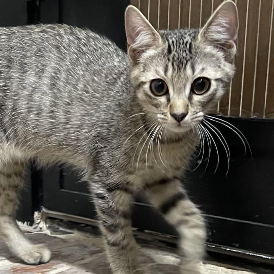 Enlarge Gatlin, a Adoptable Domestic Short Hair in Tampa, FL image 2/3