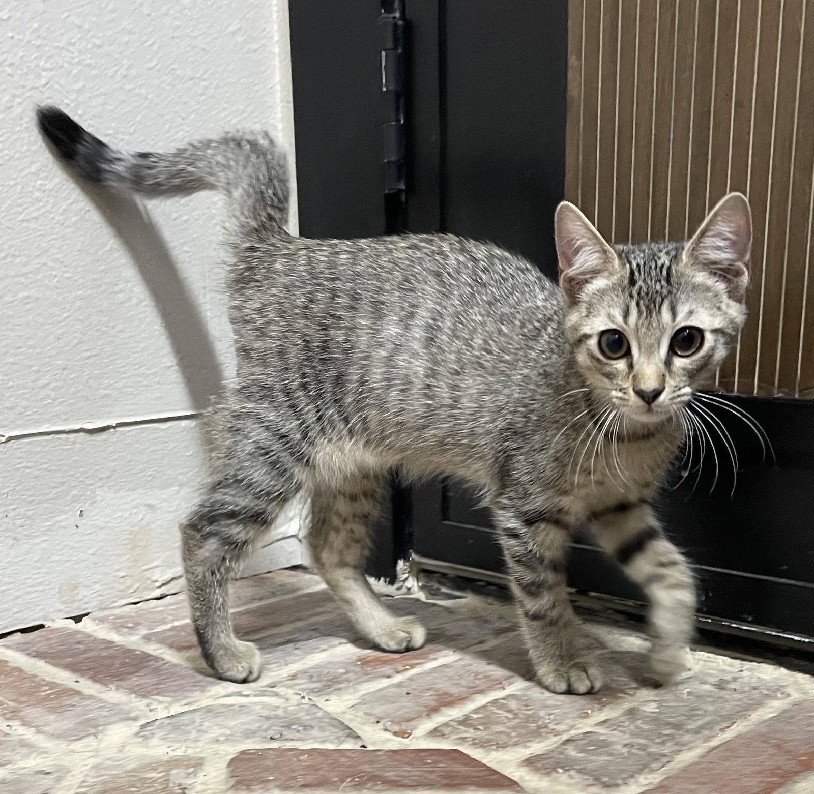 Enlarge Gatlin, a Adoptable Domestic Short Hair in Tampa, FL image 3/3