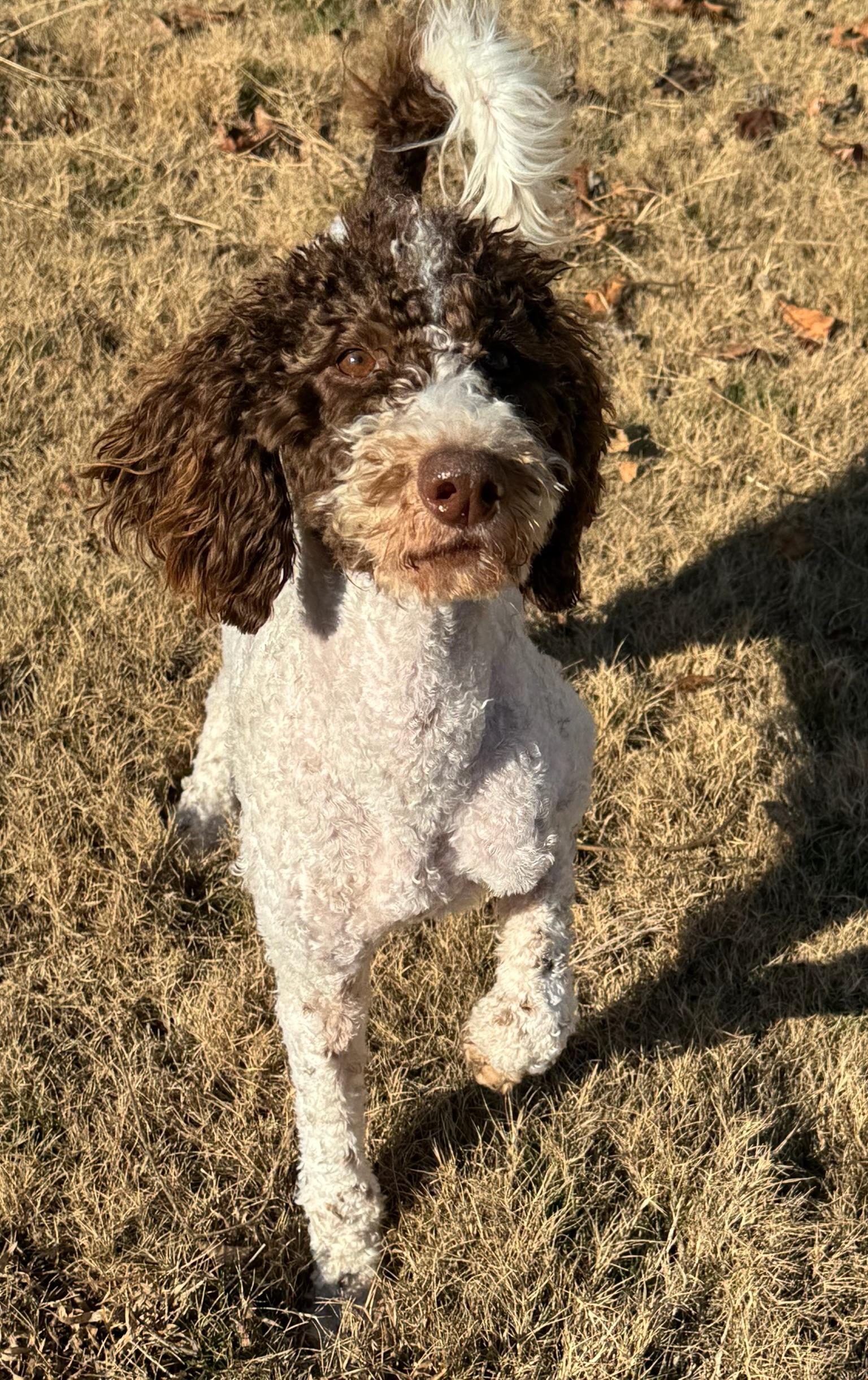 Enlarge Bailey, a Adoptable Standard Poodle in Quakertown , PA image 1/6