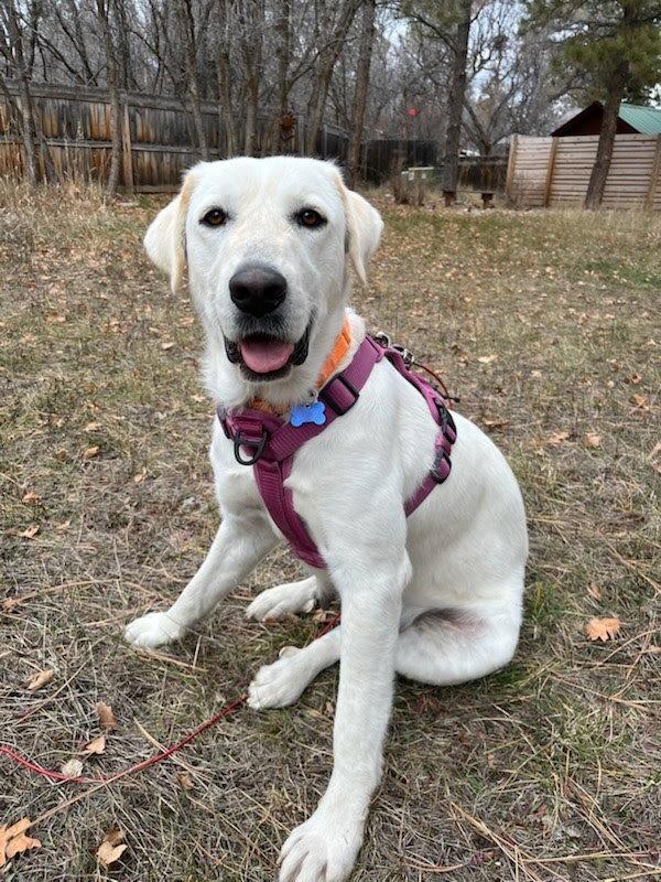 Enlarge Dory, a Adoptable Great Pyrenees in Winter Park, CO image 1/3