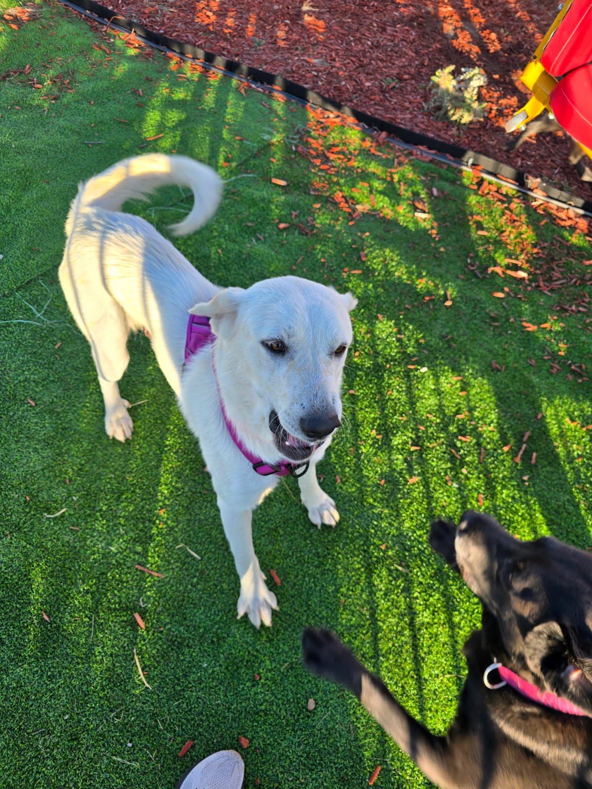 Enlarge Dory, a Adoptable Great Pyrenees in Winter Park, CO image 2/3