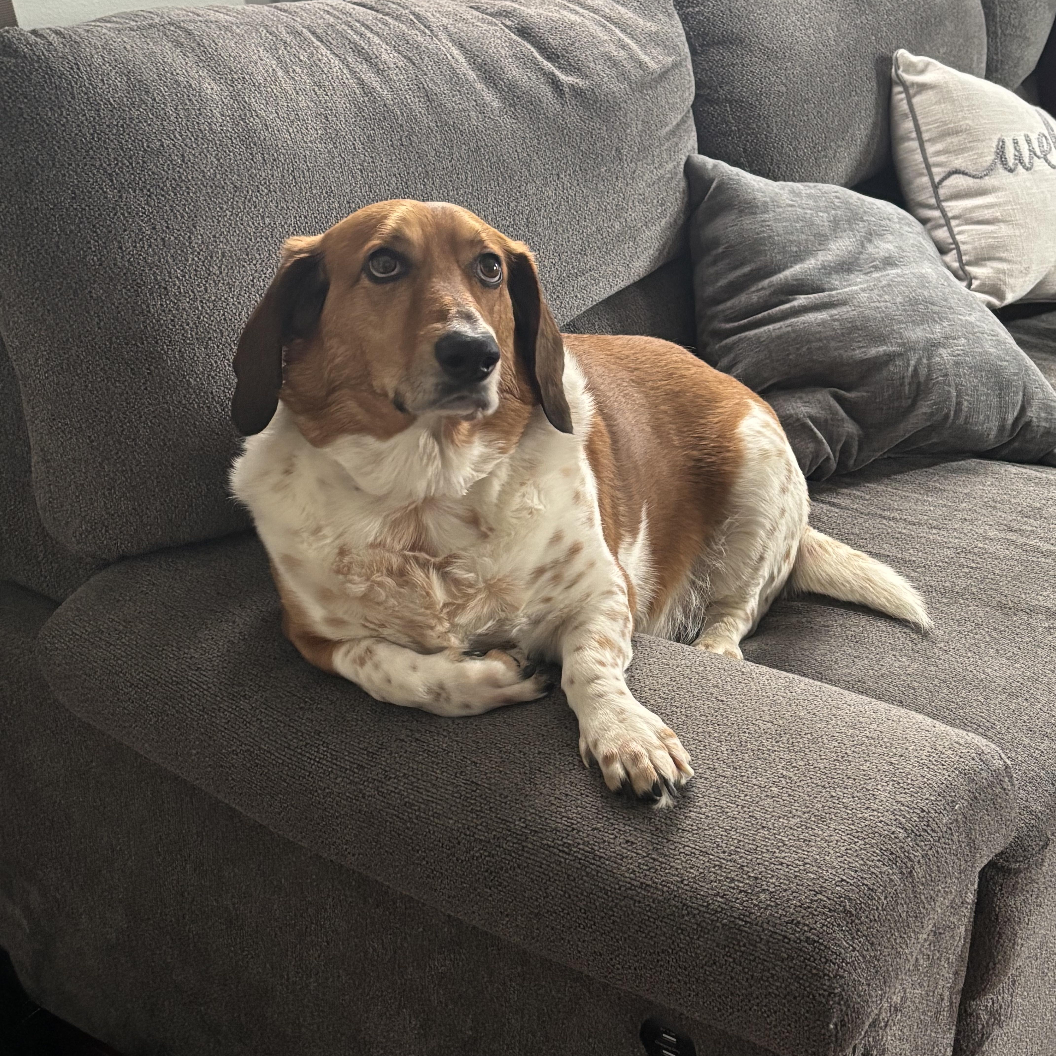 Enlarge Riley, a ADOPTABLE mixed breed in Mahwah, NJ image 3/6