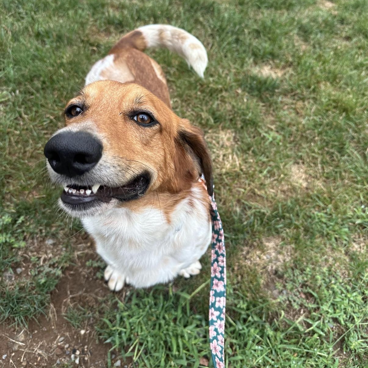 Enlarge Riley, a ADOPTABLE mixed breed in Mahwah, NJ image 4/6