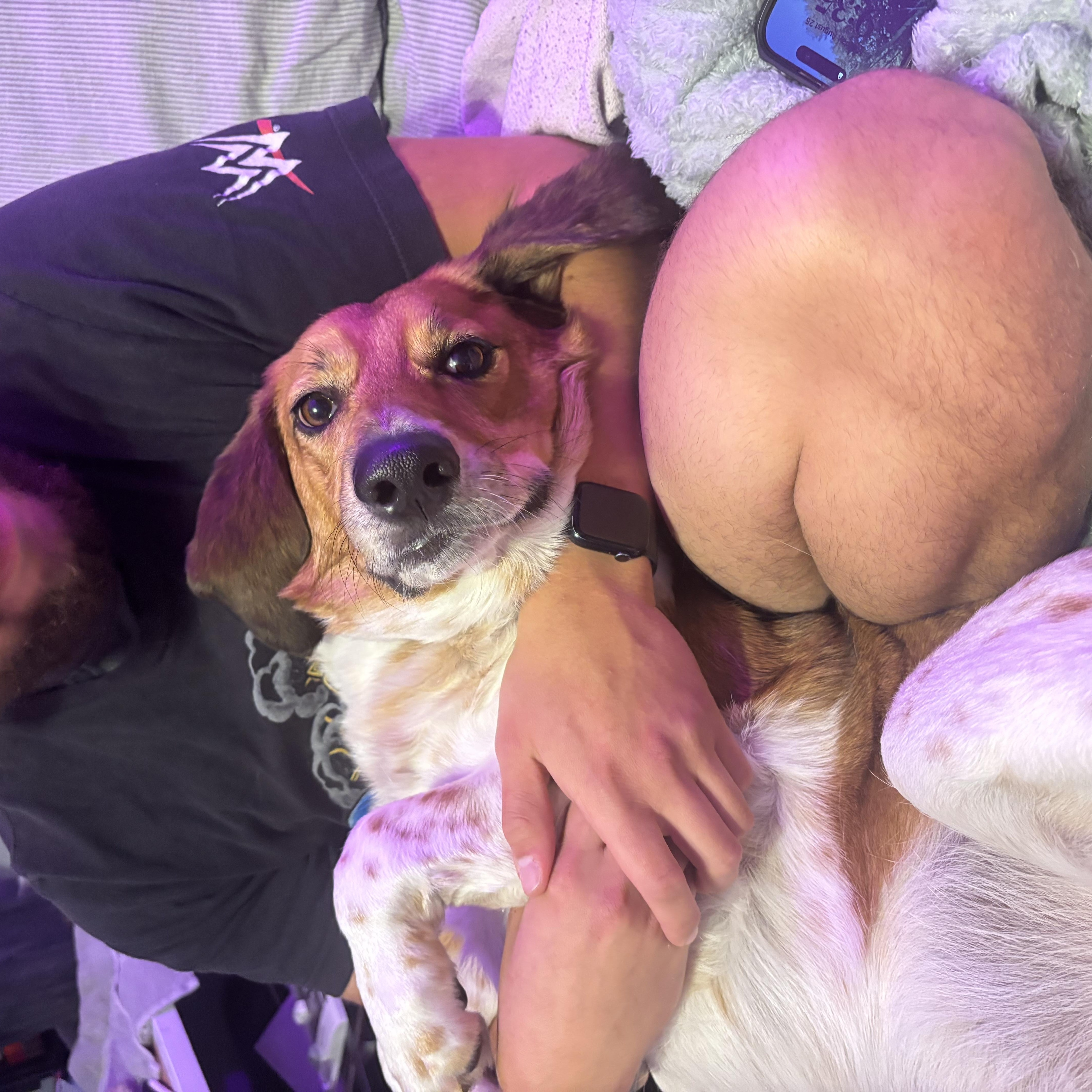 Riley, ADOPTABLE, Adult Male Basset Hound.