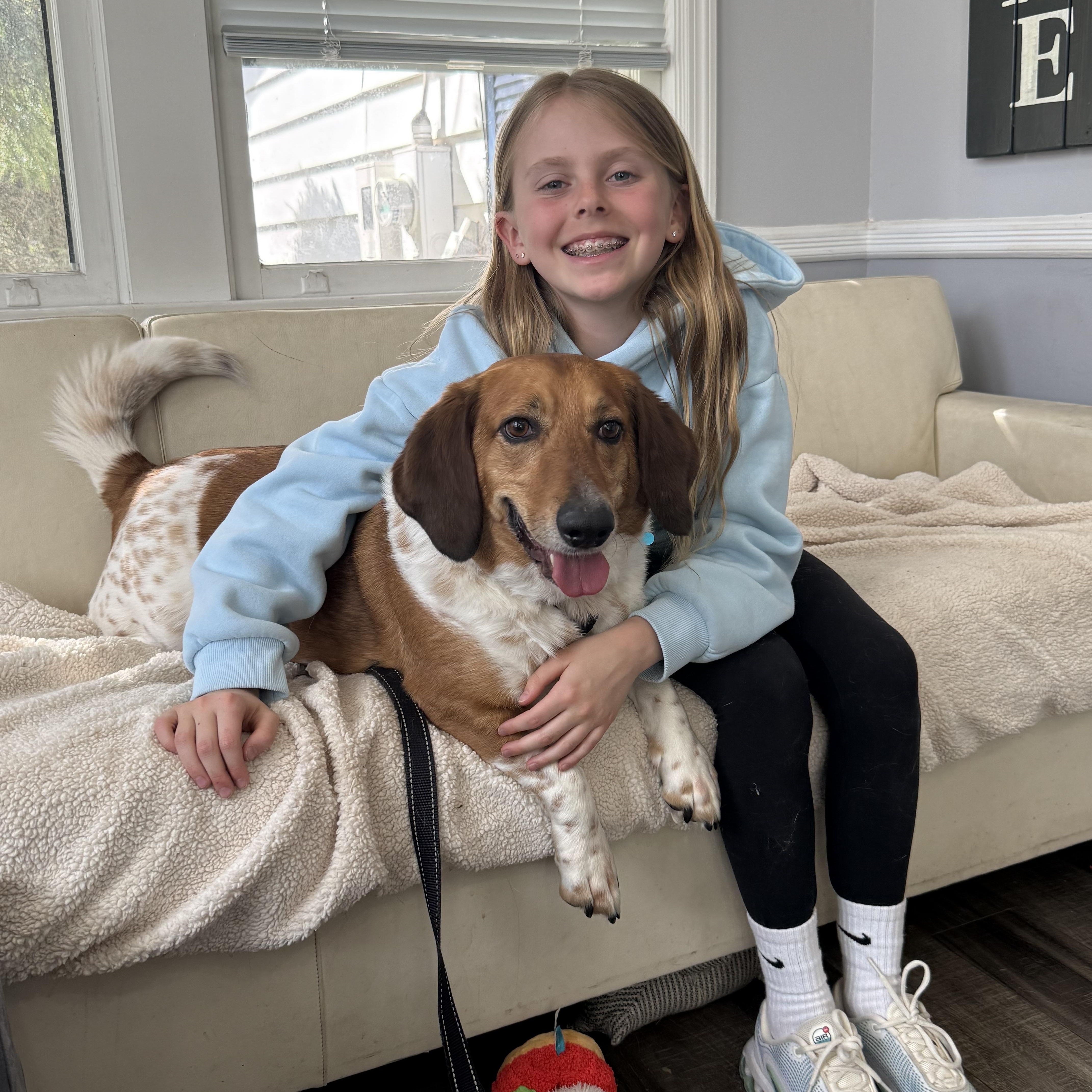 Riley, ADOPTABLE, Adult Male Basset Hound.