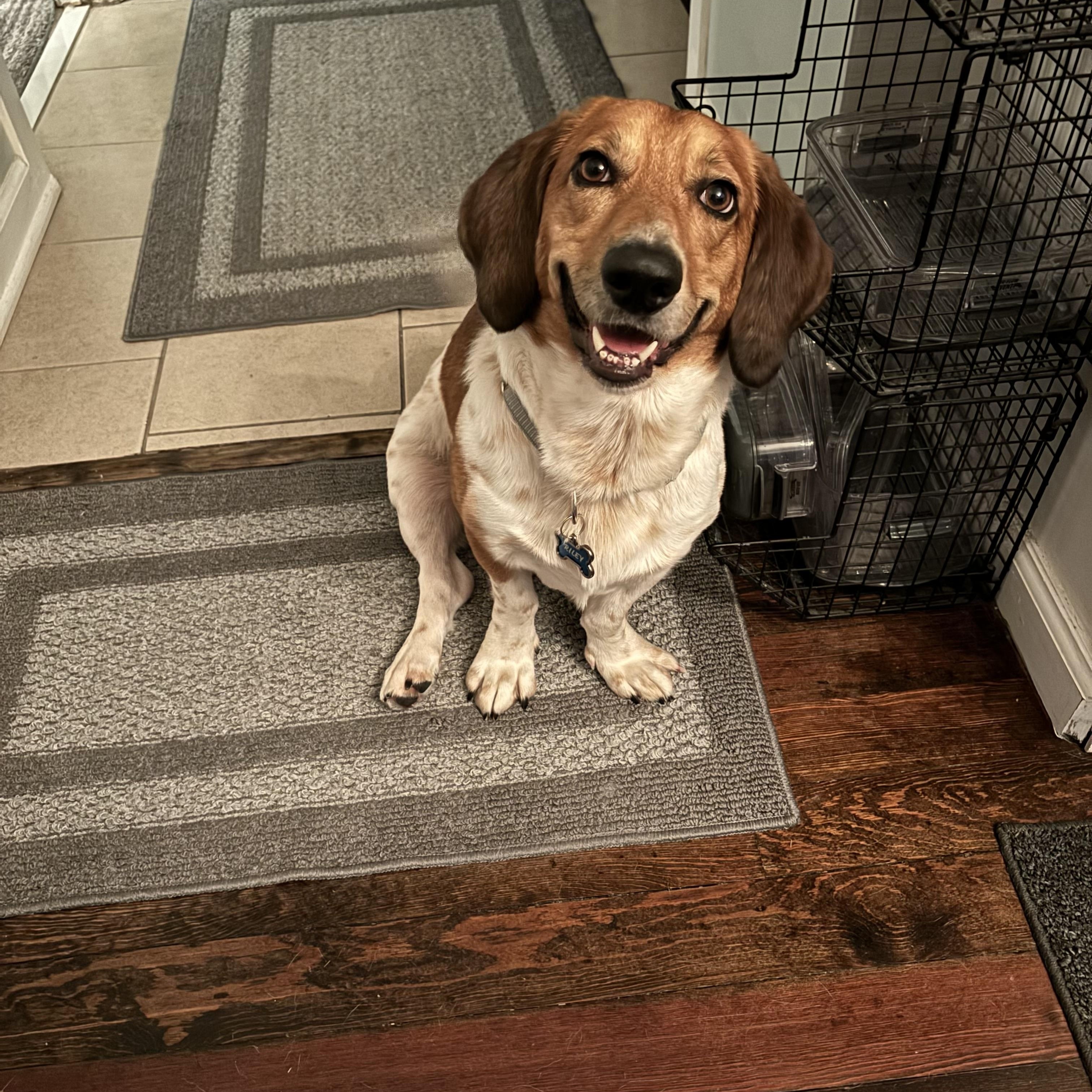 Enlarge Riley, a ADOPTABLE mixed breed in Mahwah, NJ image 5/6