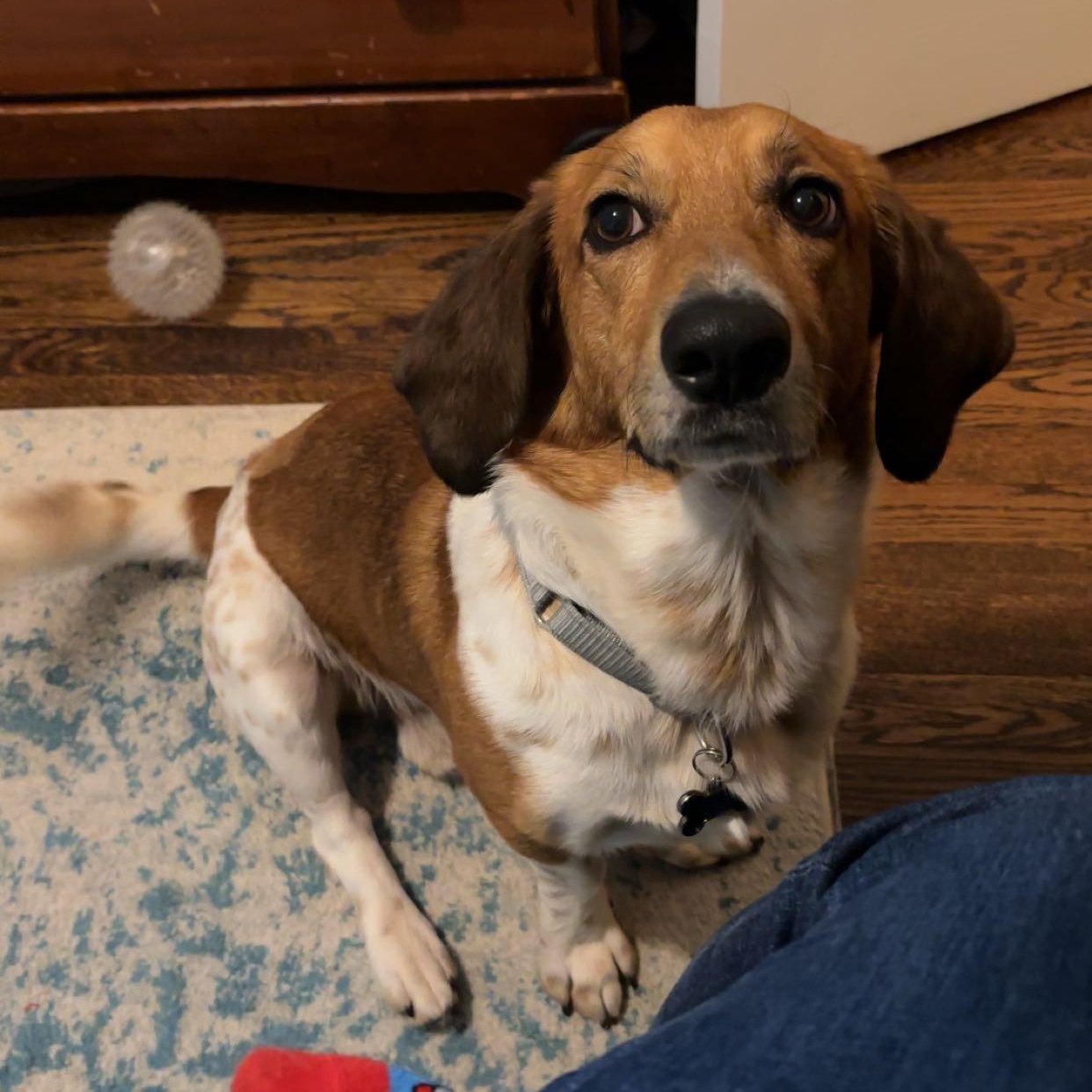 Enlarge Riley, a ADOPTABLE mixed breed in Mahwah, NJ image 2/6