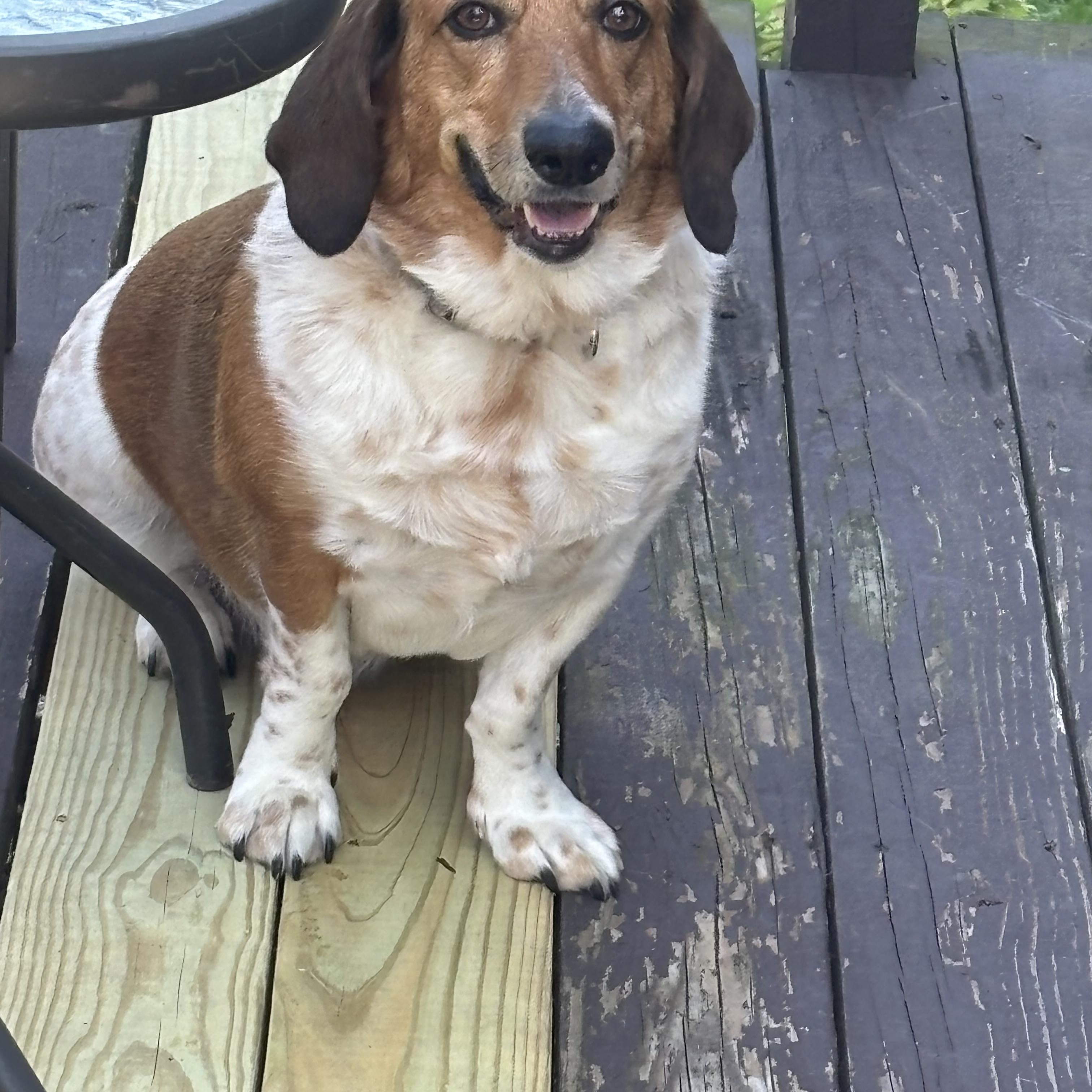 Enlarge Riley, a ADOPTABLE mixed breed in Mahwah, NJ image 6/6