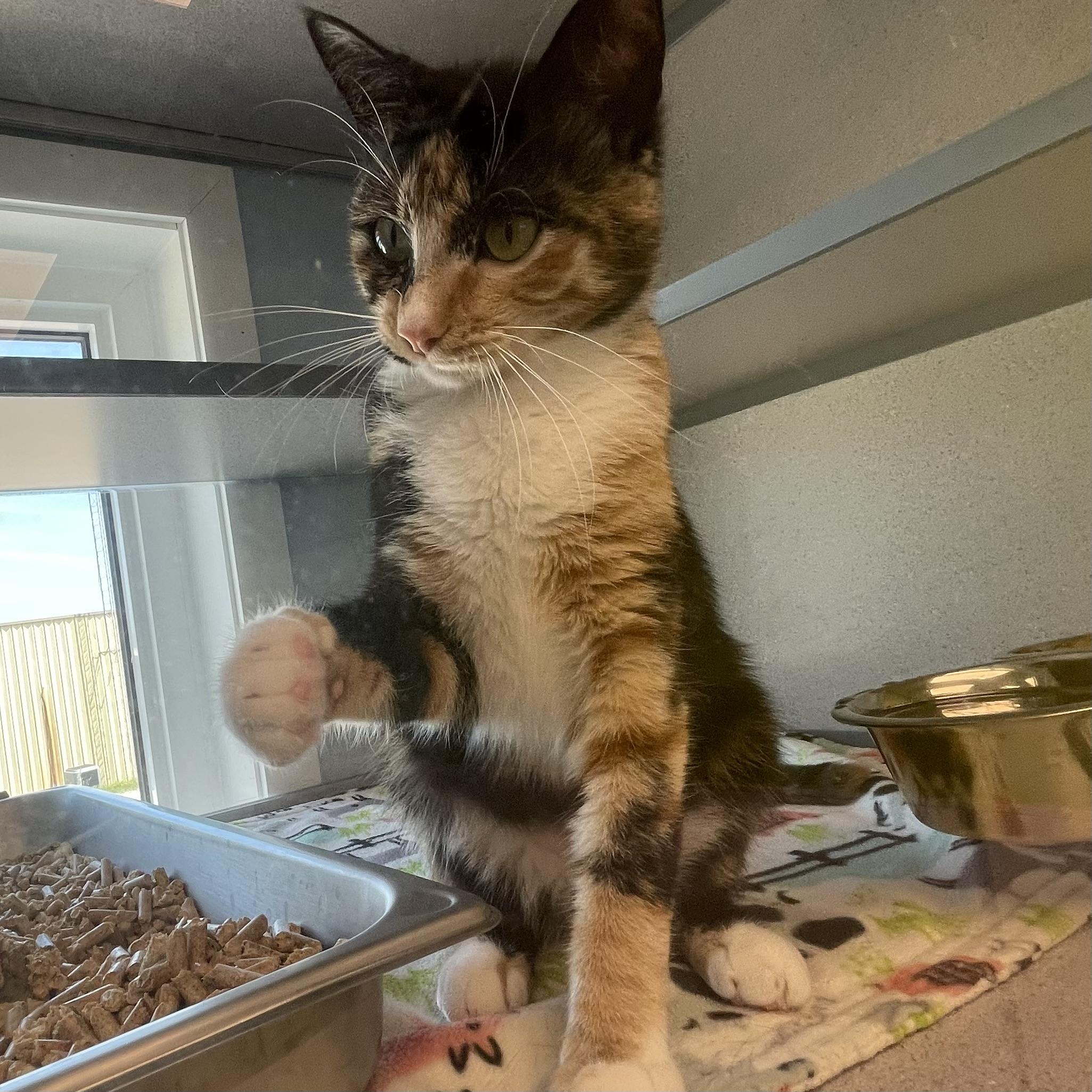 Marmalade, Adult Female unknown